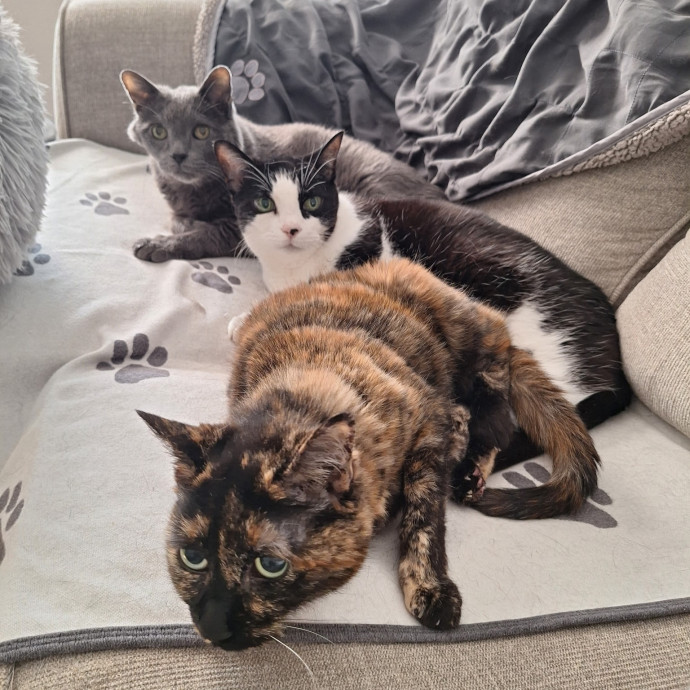 Jocelyn's Cat Sitting Services