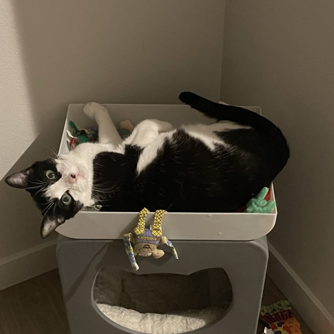 Jocelyn's Cat Sitting Services photo 3
