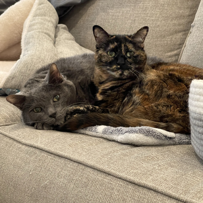 Jocelyn's Cat Sitting Services photo 2