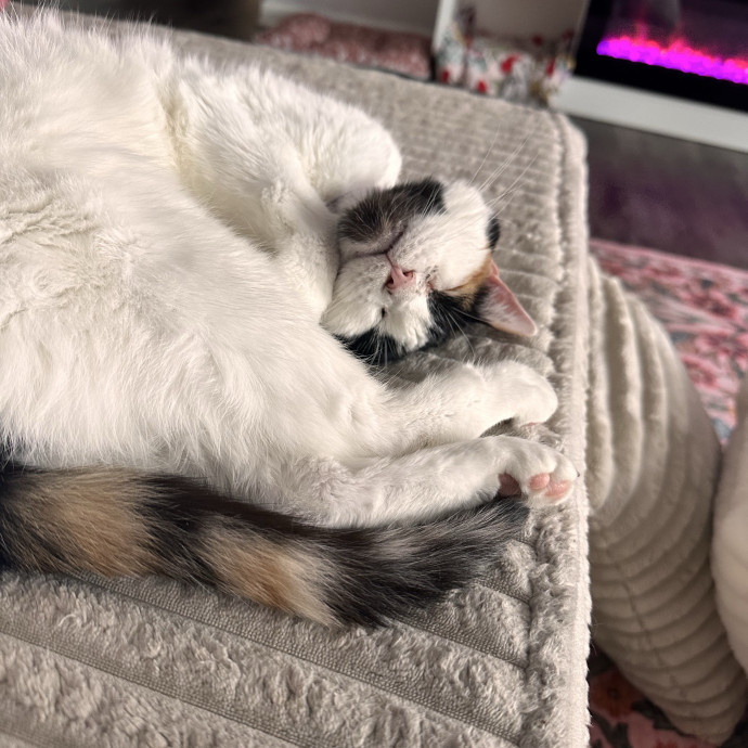 Your Cats New Best Friend