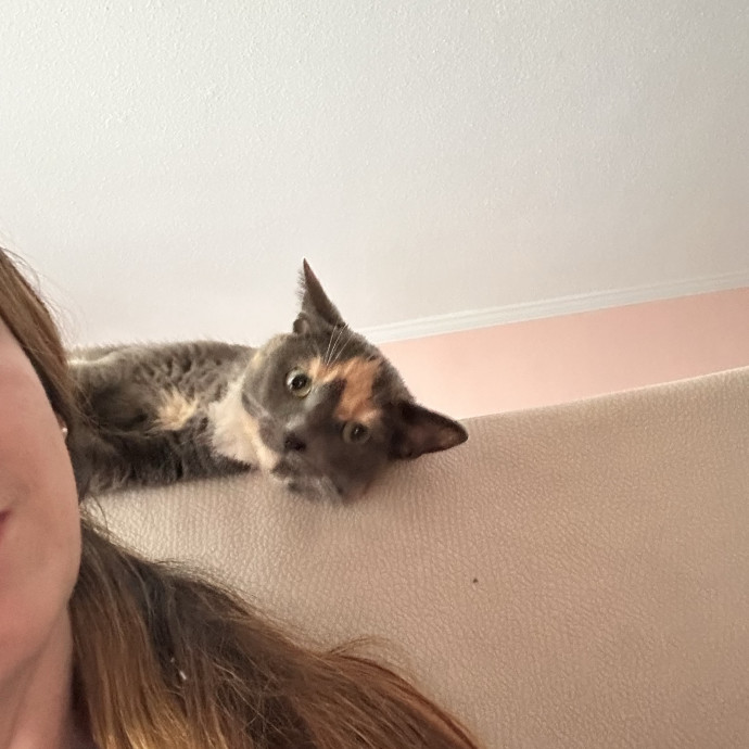 Your Cats New Best Friend