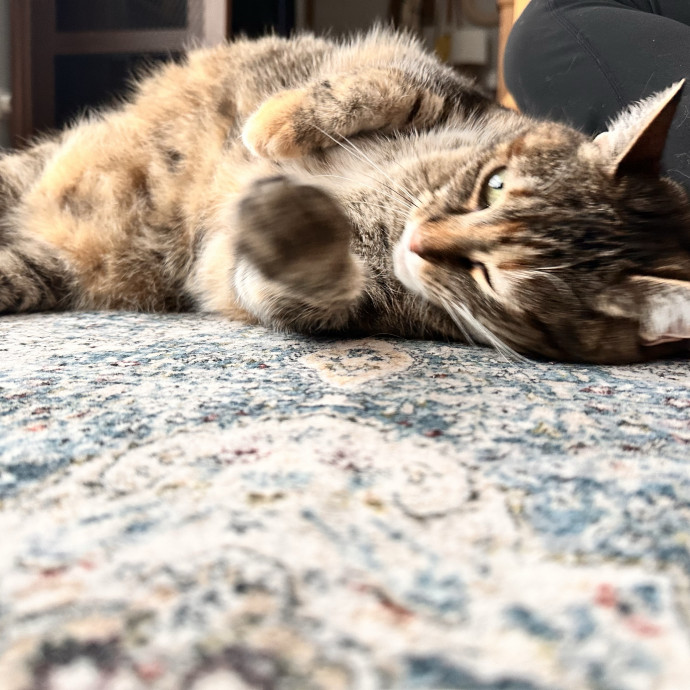 Your Cats New Best Friend photo 3