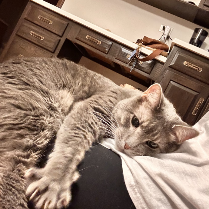 Your Cats New Best Friend photo 2