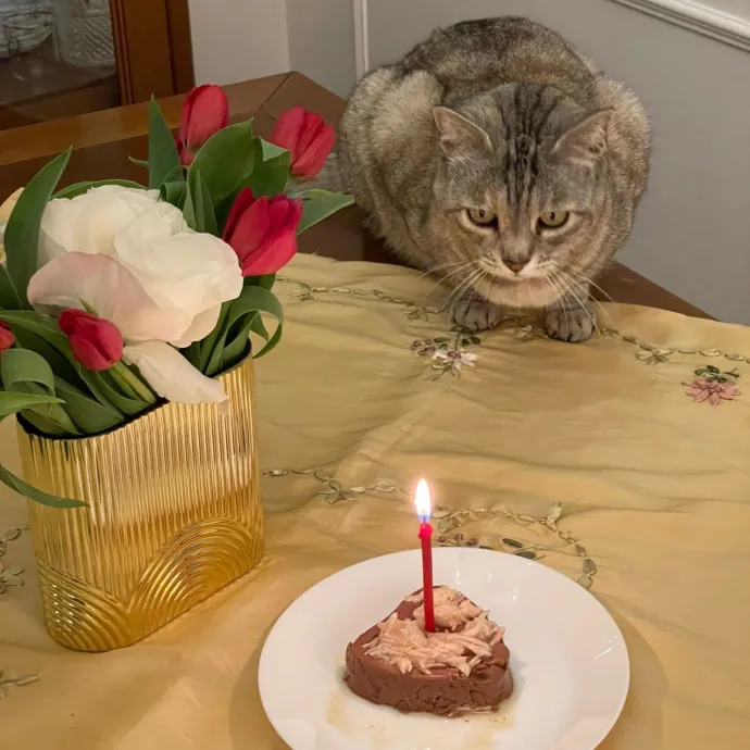 Lena's Cat Sitting Service