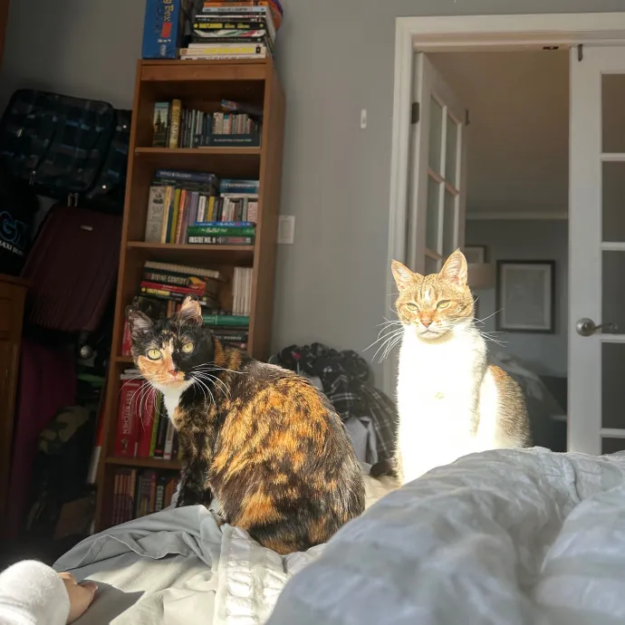 Lena's Cat Sitting Service