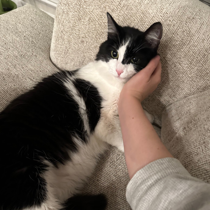 Lena's Cat Sitting Service
