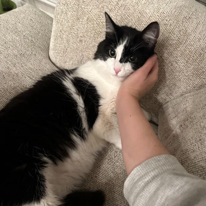 Lena's Cat Sitting Service