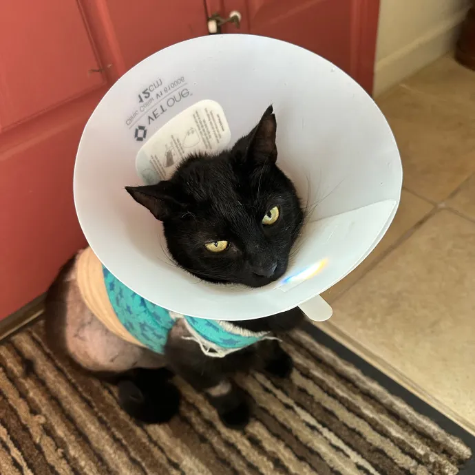 Lena's Cat Sitting Service