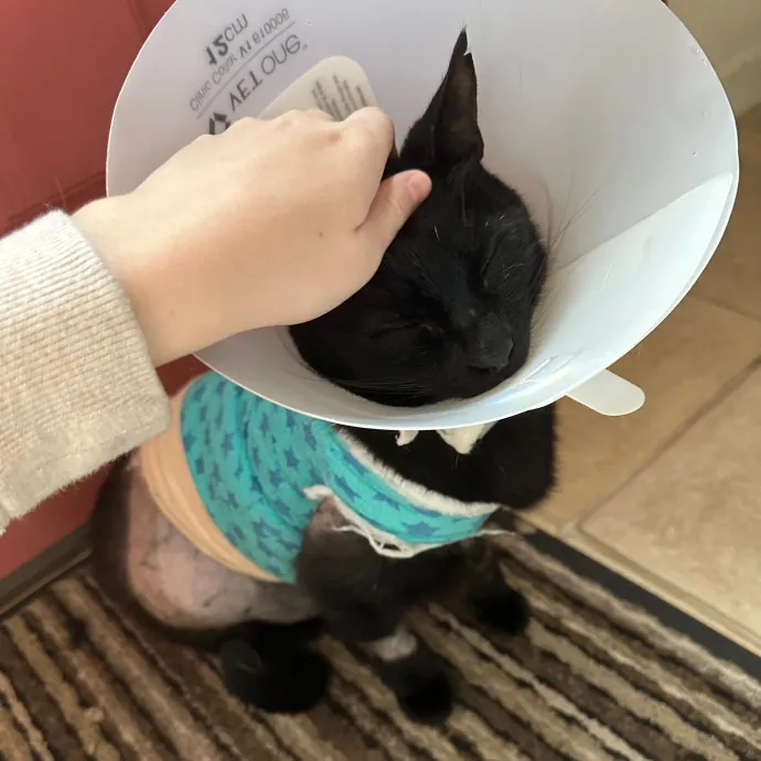 Lena's Cat Sitting Service