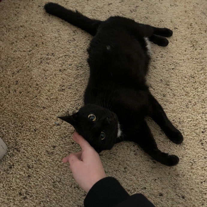 Lena's Cat Sitting Service