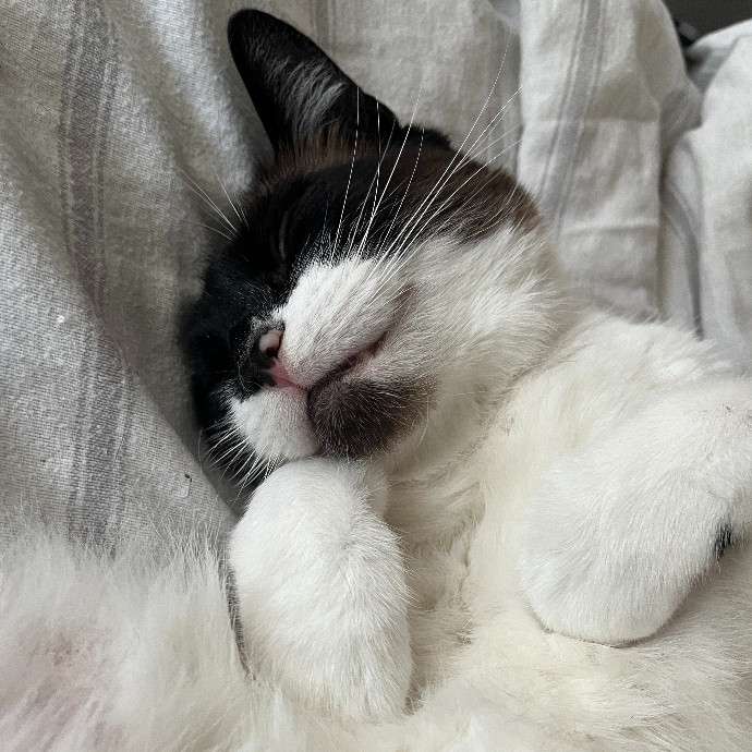 Caring Calm Cat Sitter In Tampa Bay