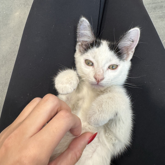 Caring Calm Cat Sitter In Tampa Bay