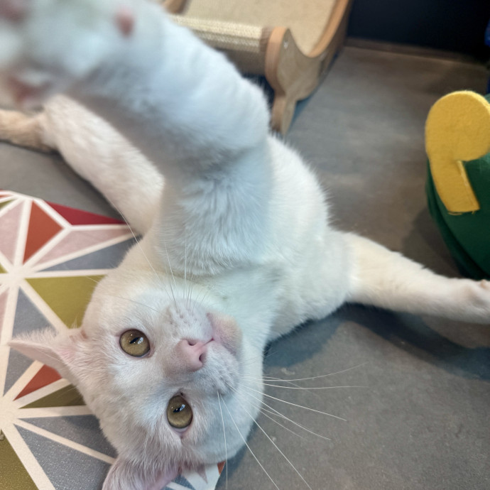 Caring Calm Cat Sitter In Tampa Bay