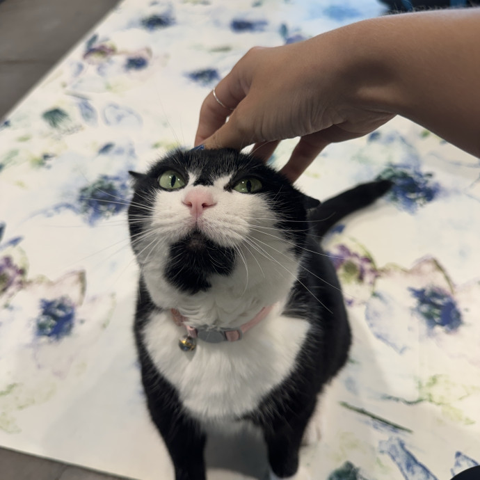 Caring Calm Cat Sitter In Tampa Bay