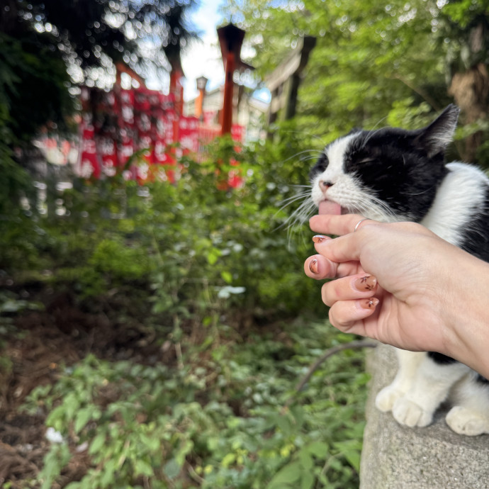 Caring Calm Cat Sitter In Tampa Bay photo 2