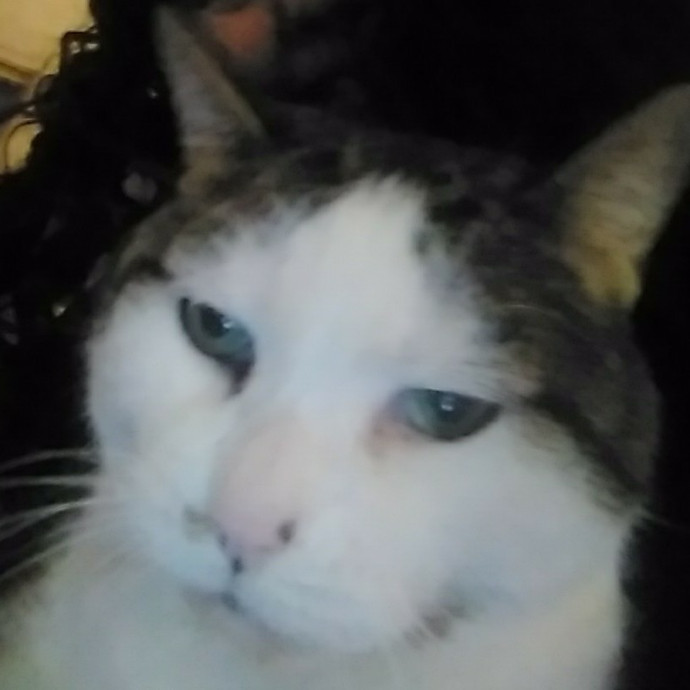 Cat Lady Chey In Minneapolis