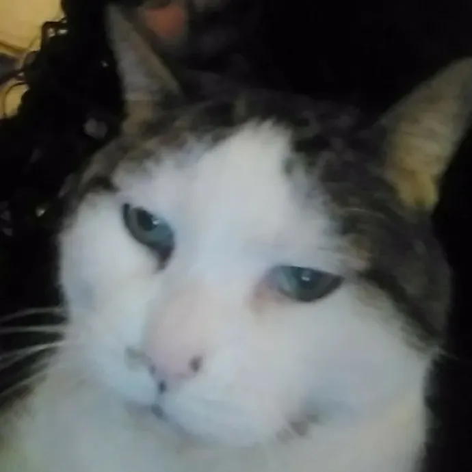 Cat Lady Chey In Minneapolis