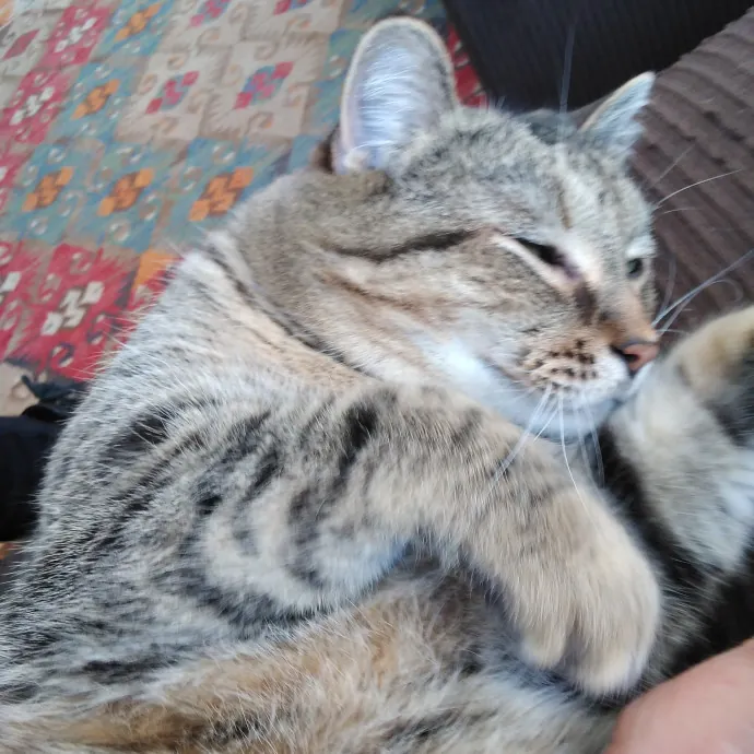 Cat Lady Chey In Minneapolis