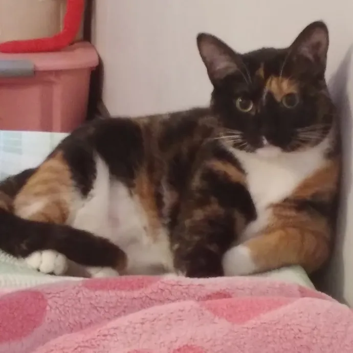 Cat Lady Chey In Minneapolis