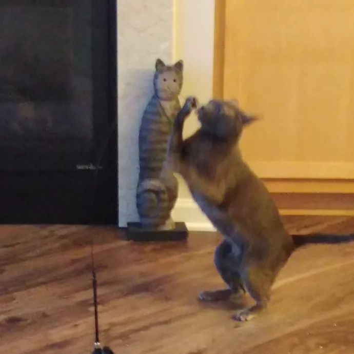 Cat Lady Chey In Minneapolis