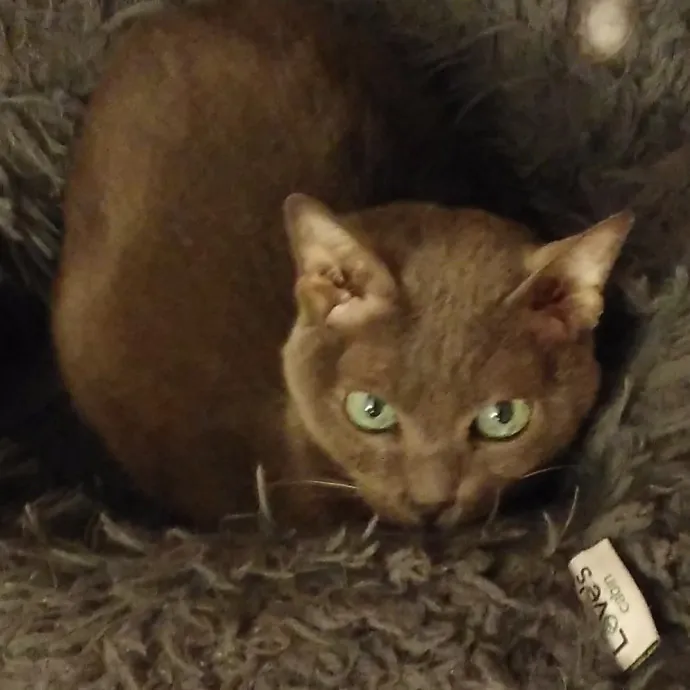 Cat Lady Chey In Minneapolis