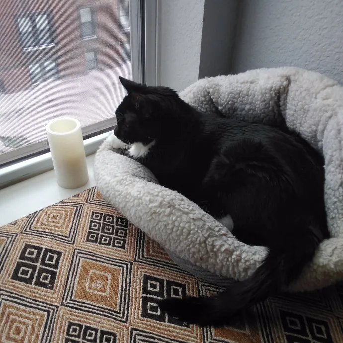 Cat Lady Chey In Minneapolis