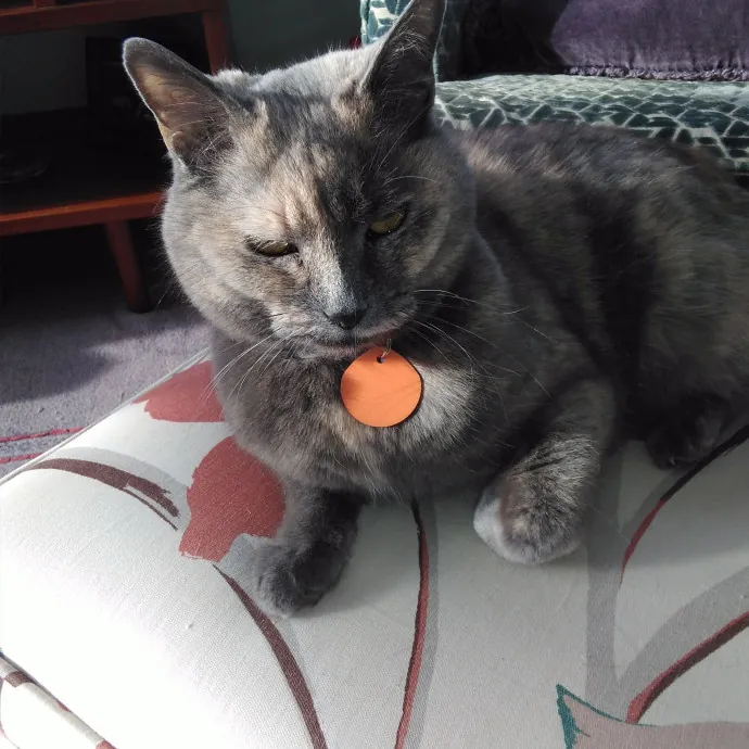 Cat Lady Chey In Minneapolis