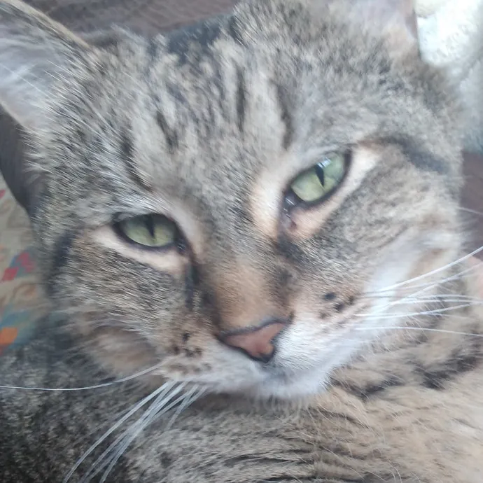 Cat Lady Chey In Minneapolis