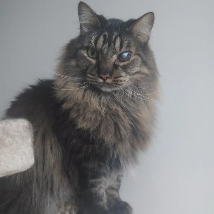 Cat Lady Chey In Minneapolis