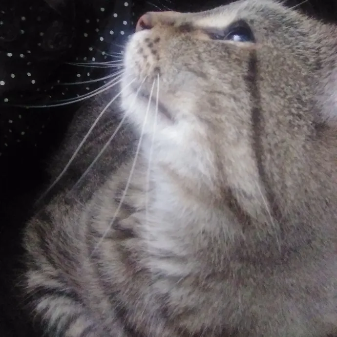 Cat Lady Chey In Minneapolis