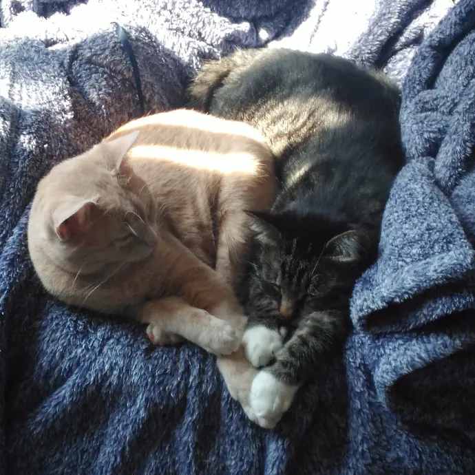 Cat Lady Chey In Minneapolis