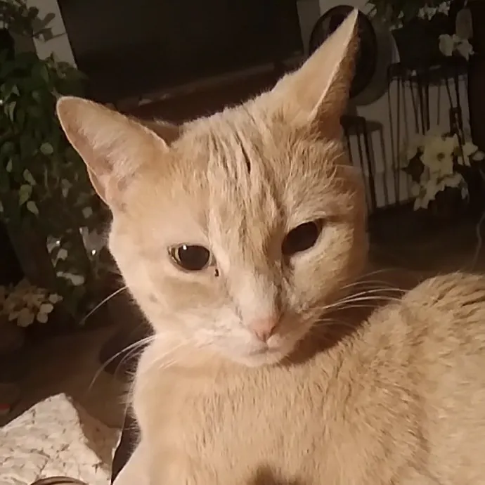 Cat Lady Chey In Minneapolis photo 3