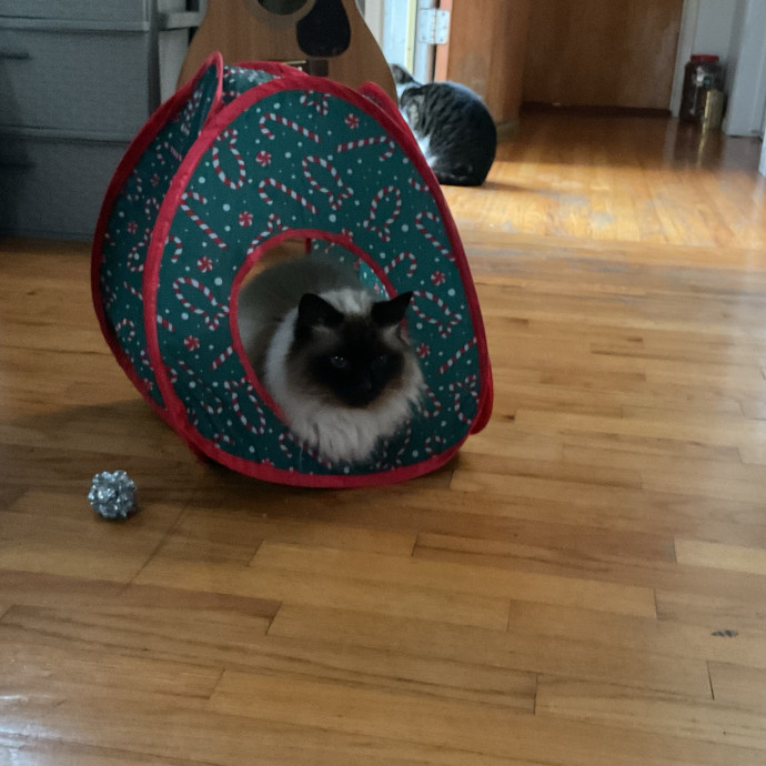 Your Go-To Cat Lady