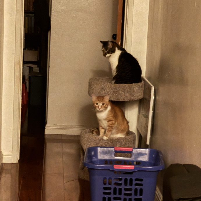Your Go-To Cat Lady