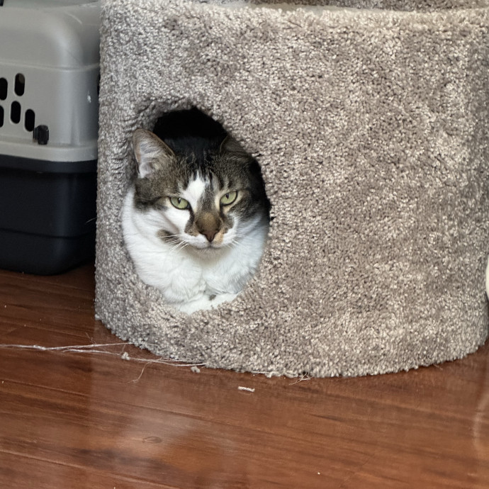 Your Go-To Cat Lady photo 3