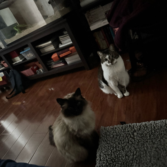 Your Go-To Cat Lady photo 2