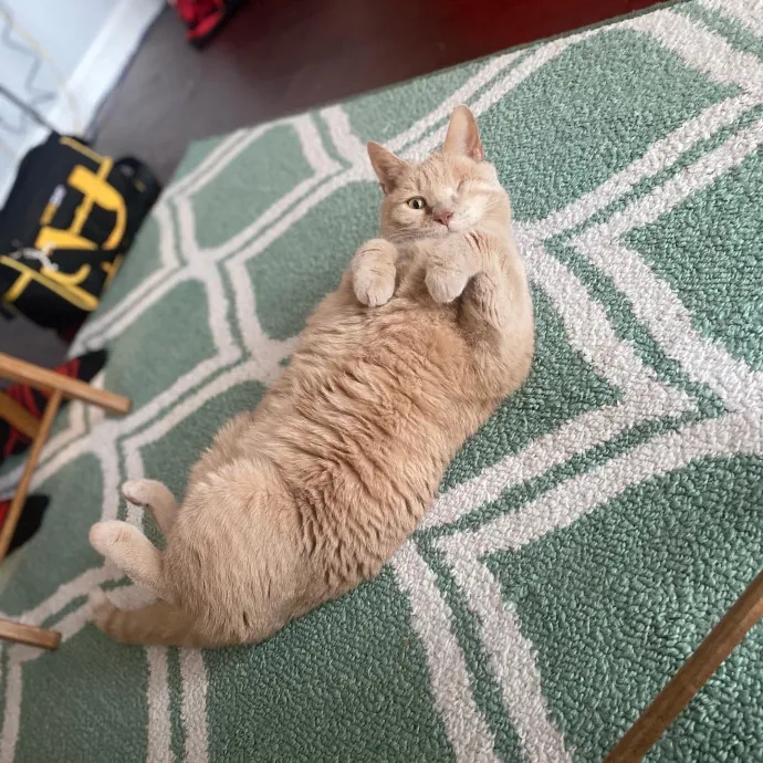 Phd Student W Passion For Kitties