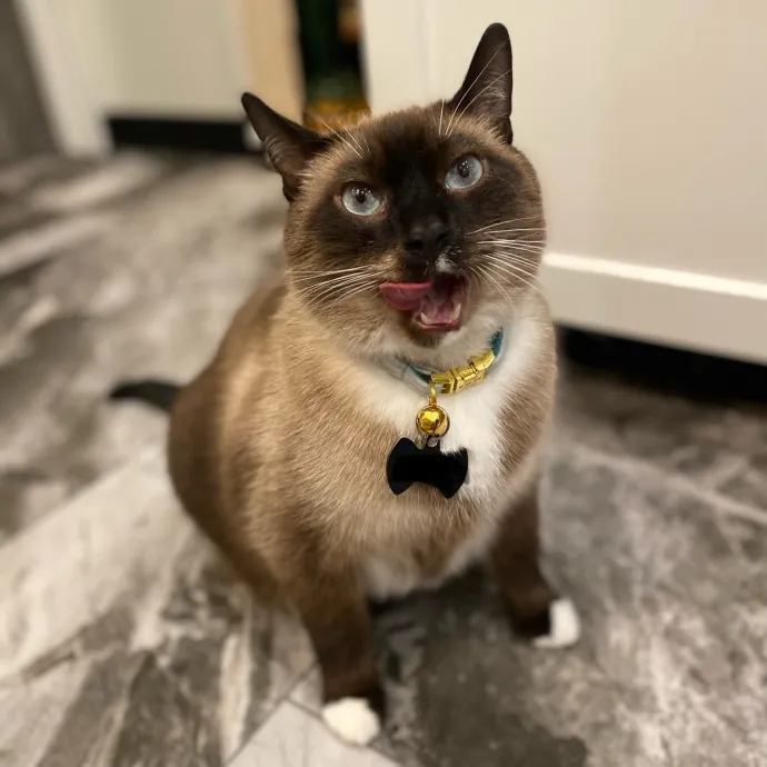 Phd Student W Passion For Kitties