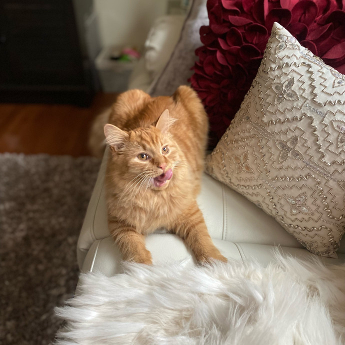 Phd Student W Passion For Kitties