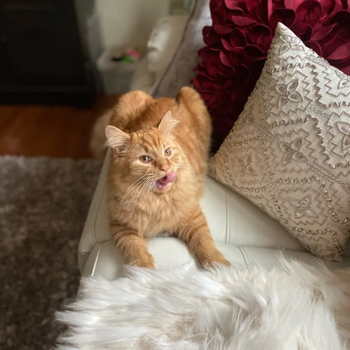 Phd Student W Passion For Kitties