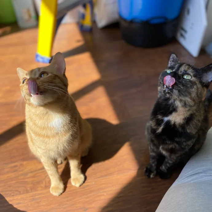 Phd Student W Passion For Kitties