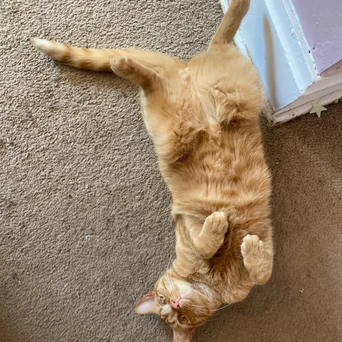 Phd Student W Passion For Kitties