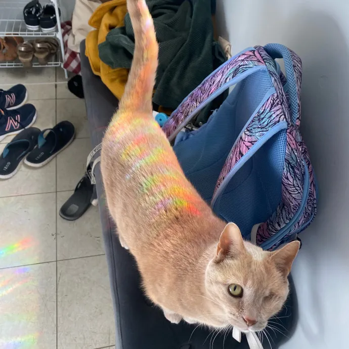 Phd Student W Passion For Kitties