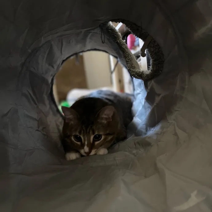 Phd Student W Passion For Kitties