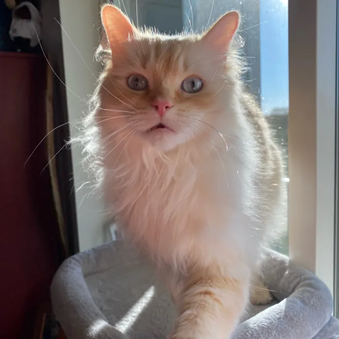 Phd Student W Passion For Kitties