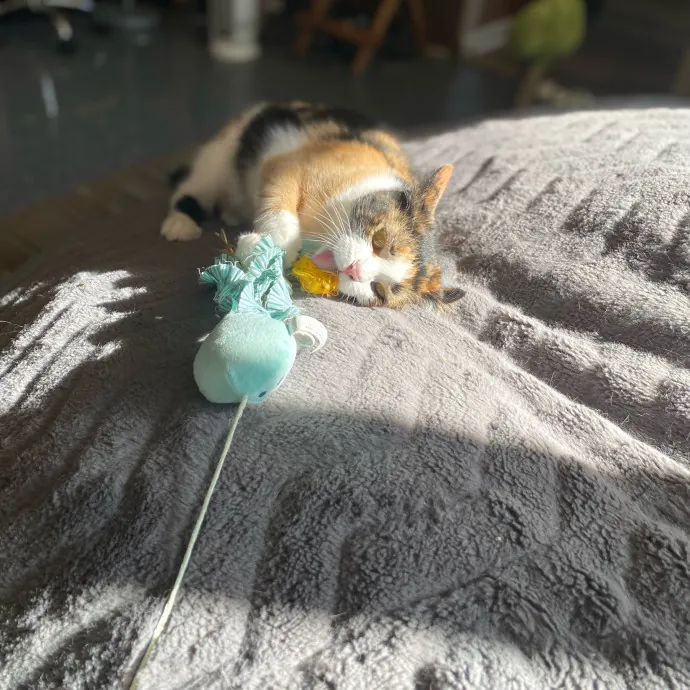 Phd Student W Passion For Kitties