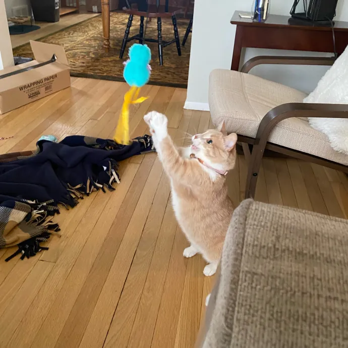 Phd Student W Passion For Kitties