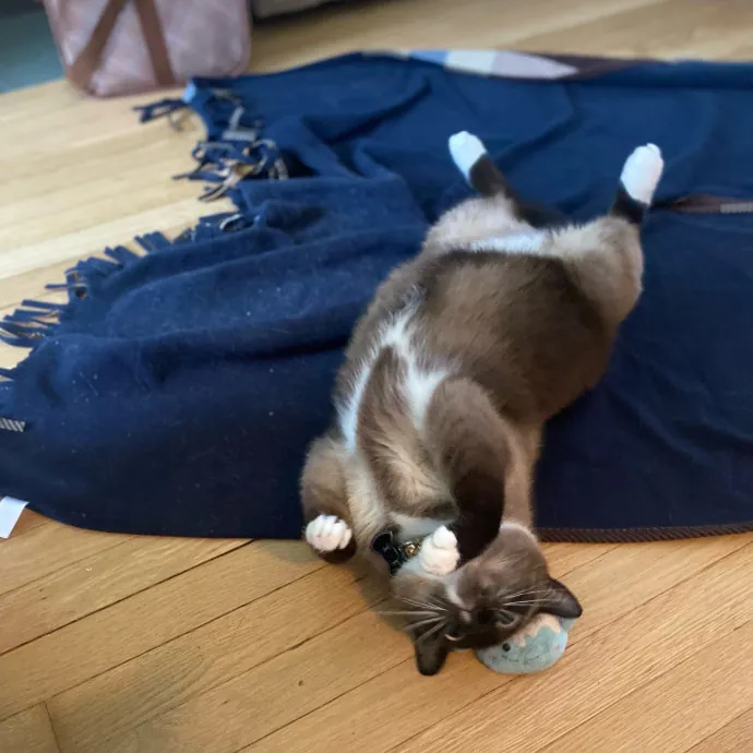 Phd Student W Passion For Kitties