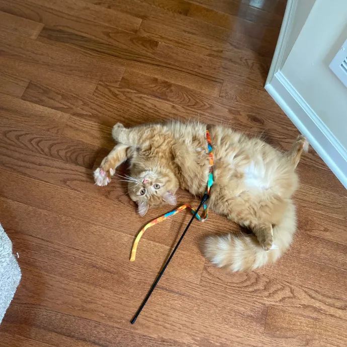 Phd Student W Passion For Kitties