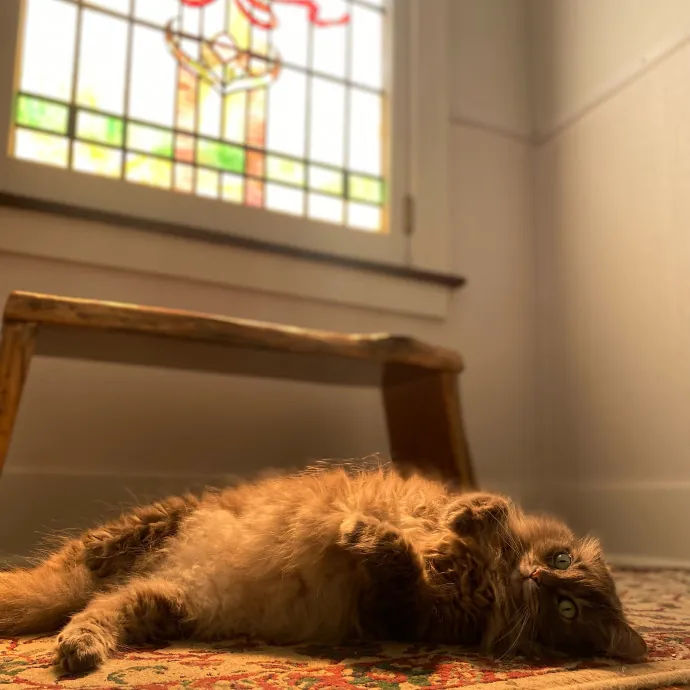 Phd Student W Passion For Kitties